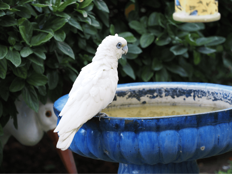 Ducorps Corella