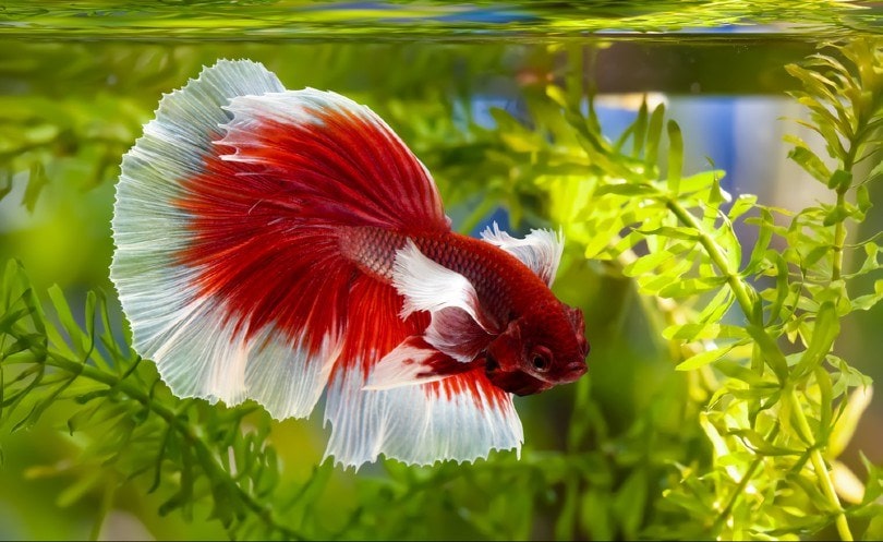 Dumbo Betta Fish