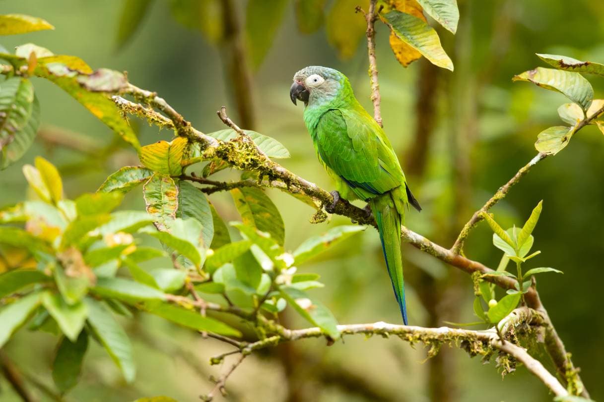 Dusky-Headed Conure_Milan Zygmunt_Shutterstock