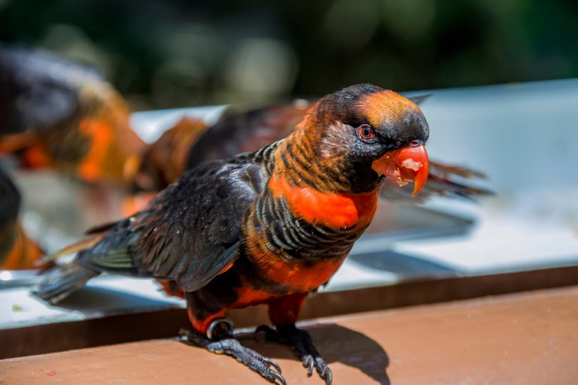 Dusky lorikeet in a flock