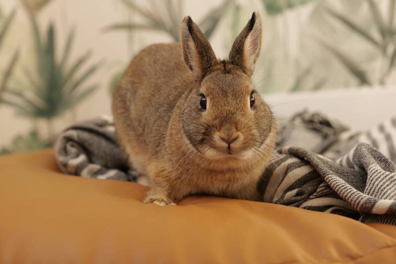 Dutch dwarf rabbit color agouti
