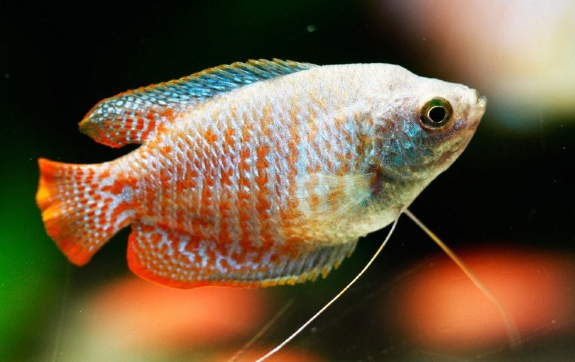 Dwarf Gourami