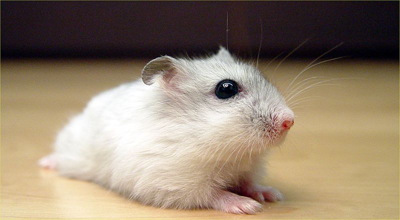 Dwarf Winter White Russian Hamster