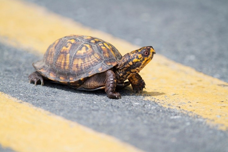 Eastern Box Turtle_Mark_Kostich, Shutterstock