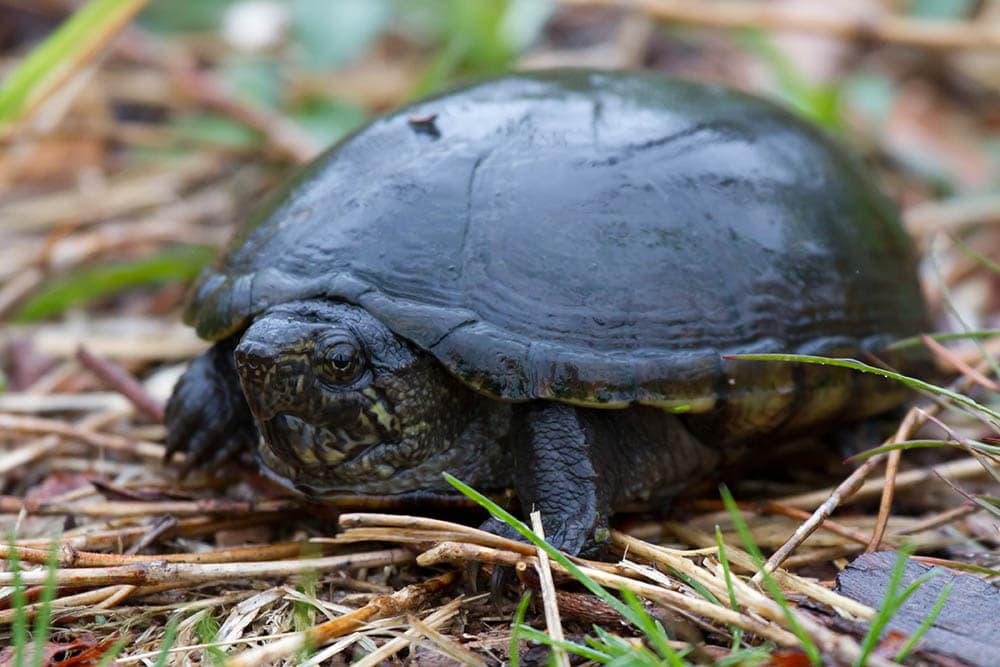 Eastern Mud Turtle