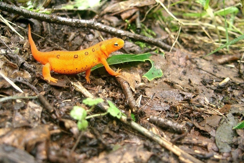 Eastern Newt