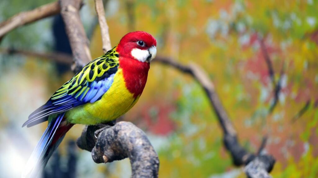 Eastern Rosella side view_Wang LiQiang_Shutterstock