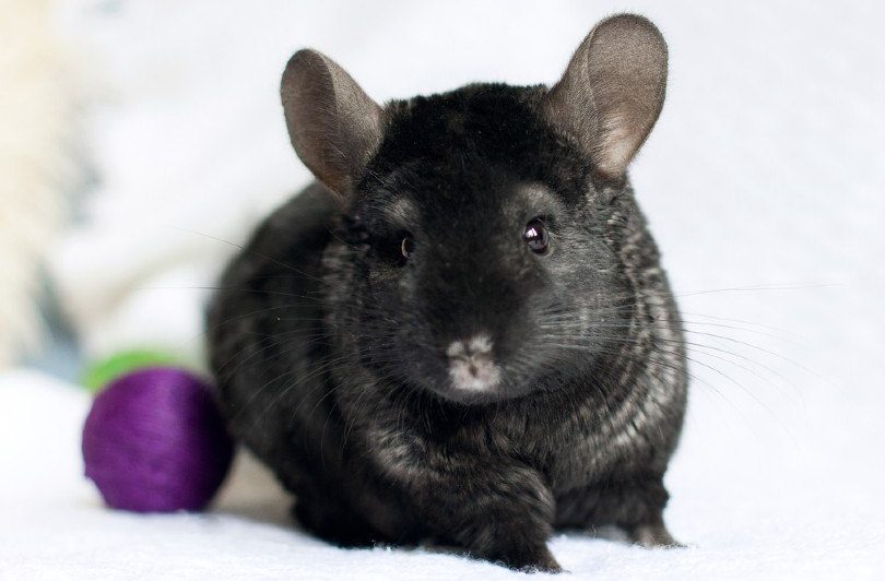 Ebony Chinchilla