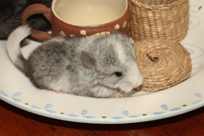 Ebony Mosaic Chinchilla