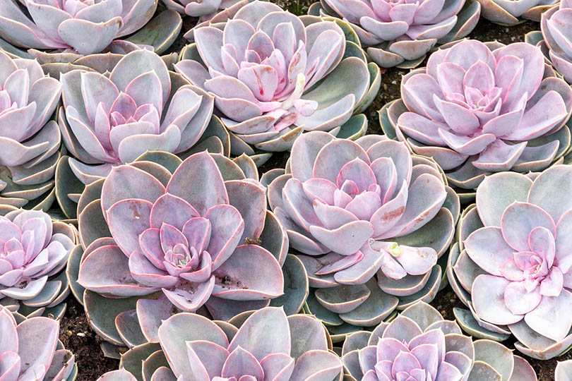 Echeveria succulent plant