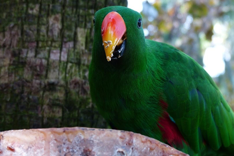 Eclectus Parrot