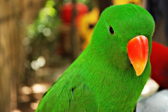 Eclectus Parrot Close up_audioscience_shutterstock