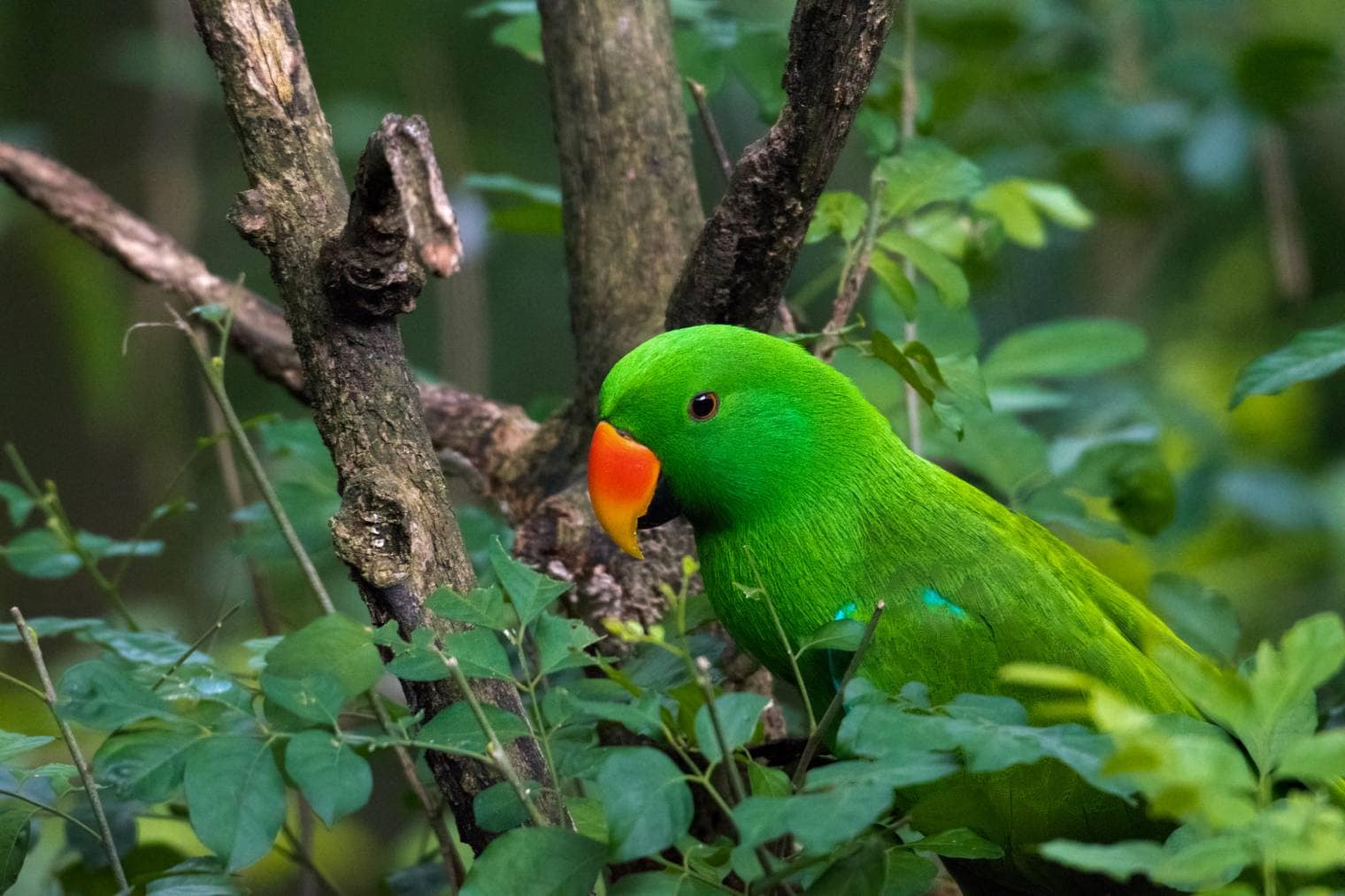Eclectus Parrot Side view_KenWongYL, shutterstock