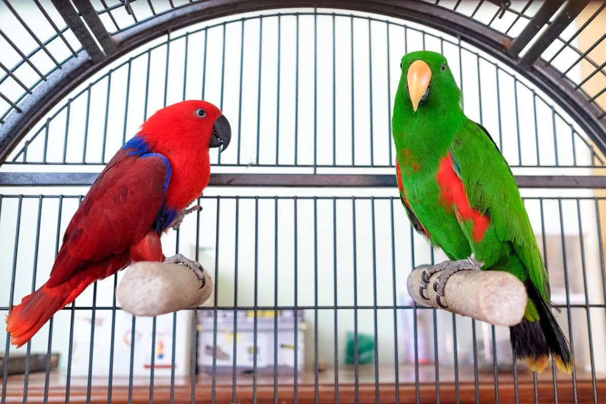 Eclectus Parrot in cage