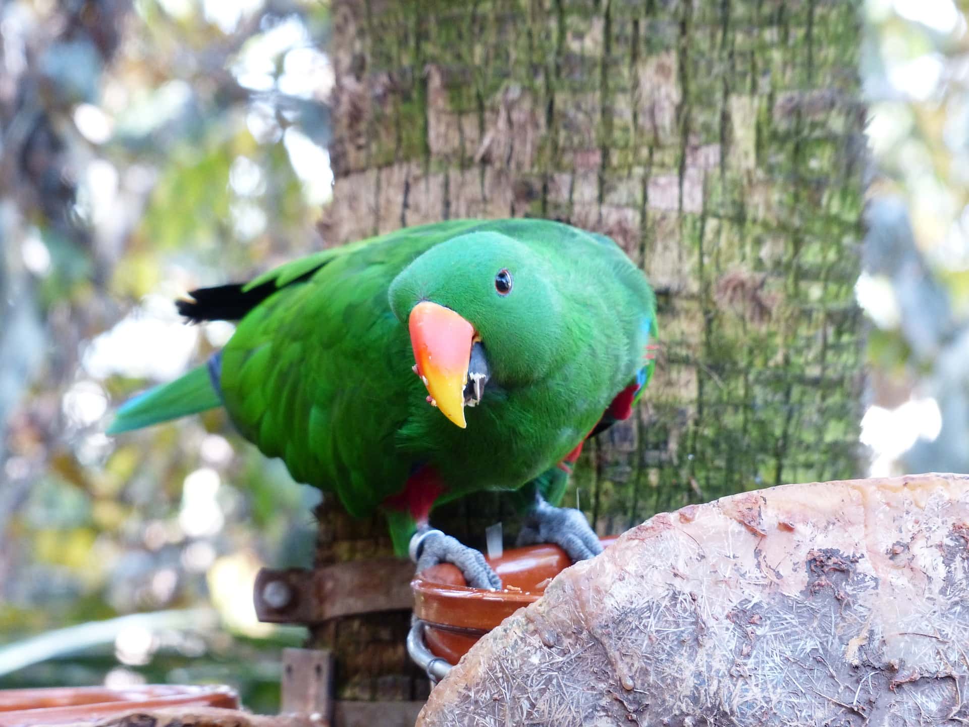 Eclectus Parrot