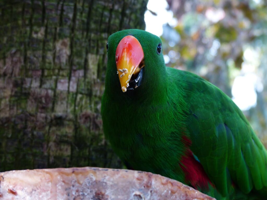 Eclectus Parrot_Pixabay copy 2