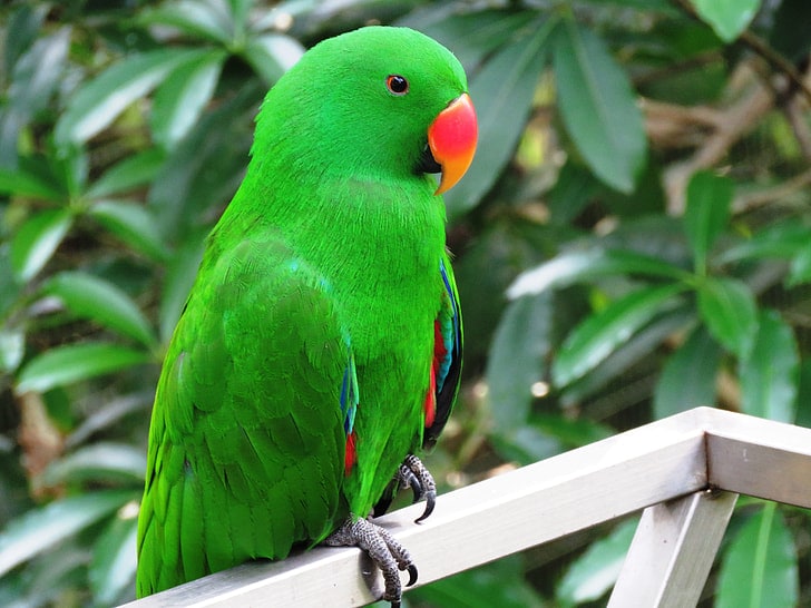 Eclectus Parrots