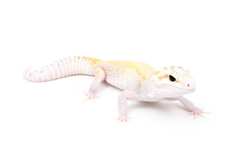 Eclipse Leopard Gecko on a white background