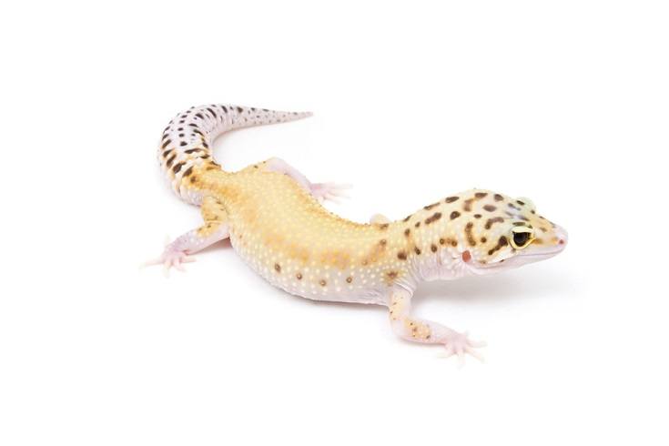 Eclipse leopard gecko
