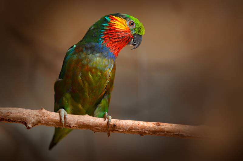 Edwards's Fig parrot sitting on the tree branch