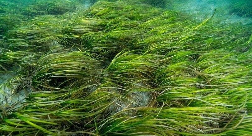 Eelgrass