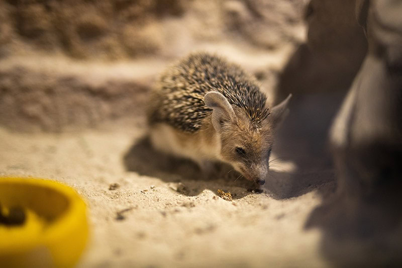 Egyptian long-eared hedgehog