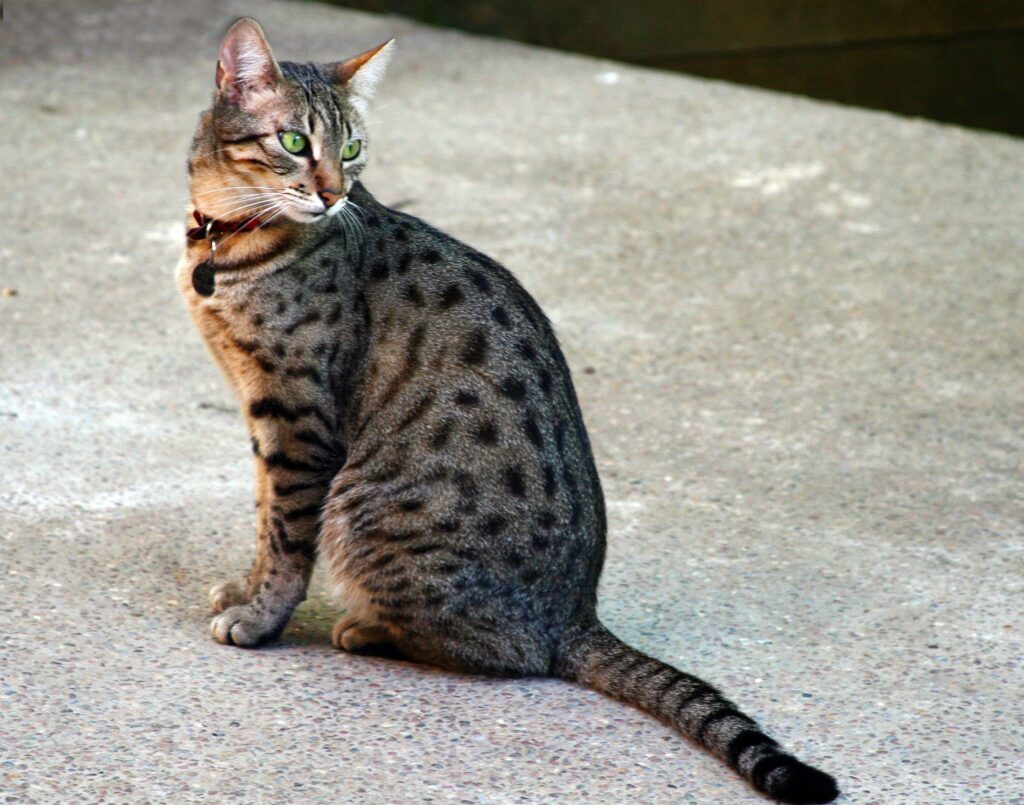 Egyptian Mau Cat