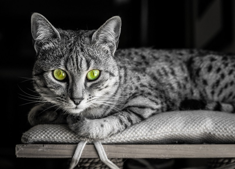 Egyptian-Mau-cat_Sarah-Fields-Photography_shutterstock
