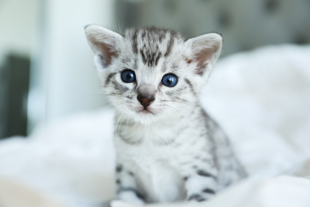 Egyptian Mau kitten playing on a white blanket