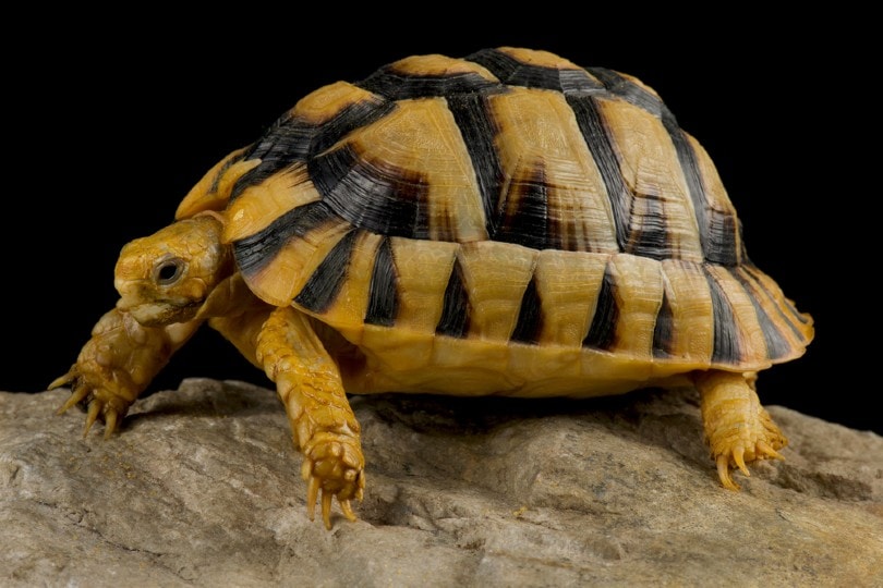 Egyptian Tortoise on a rock