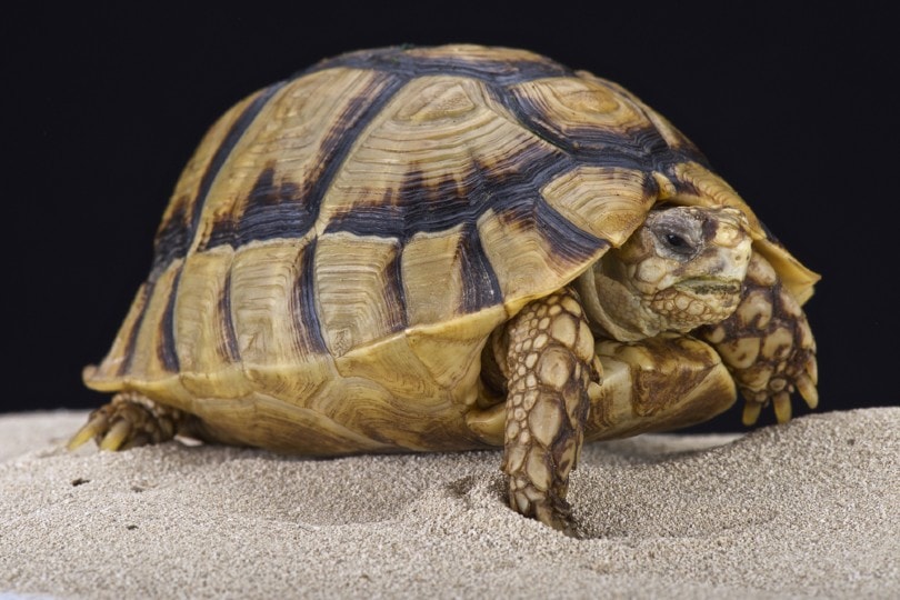 Egyptian Tortoise on sand