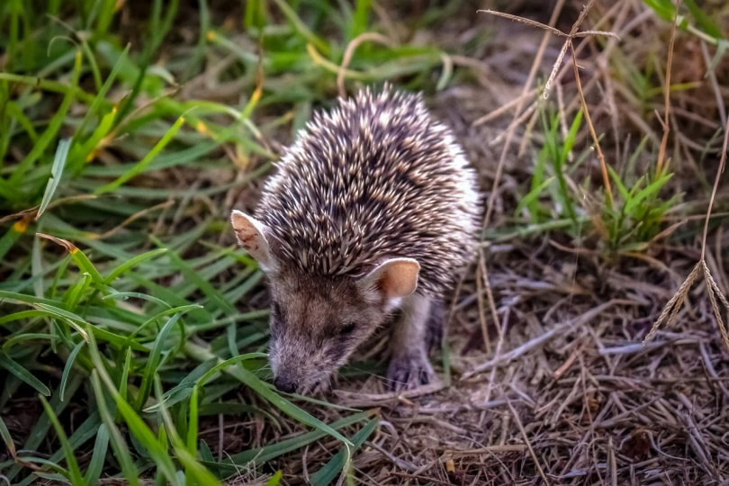 Egyptian long-haired Hedgehog in the grass