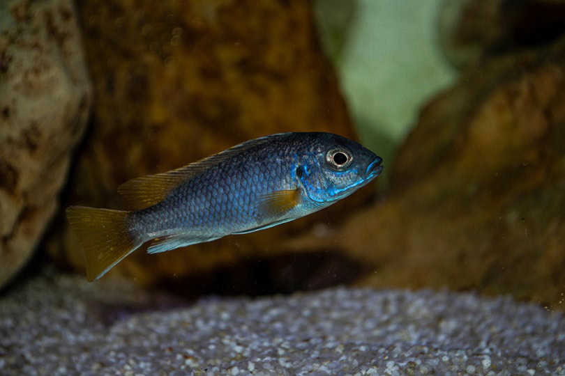 Electric Blue Johanni