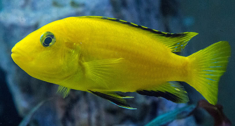 Electric Yellow Cichlid