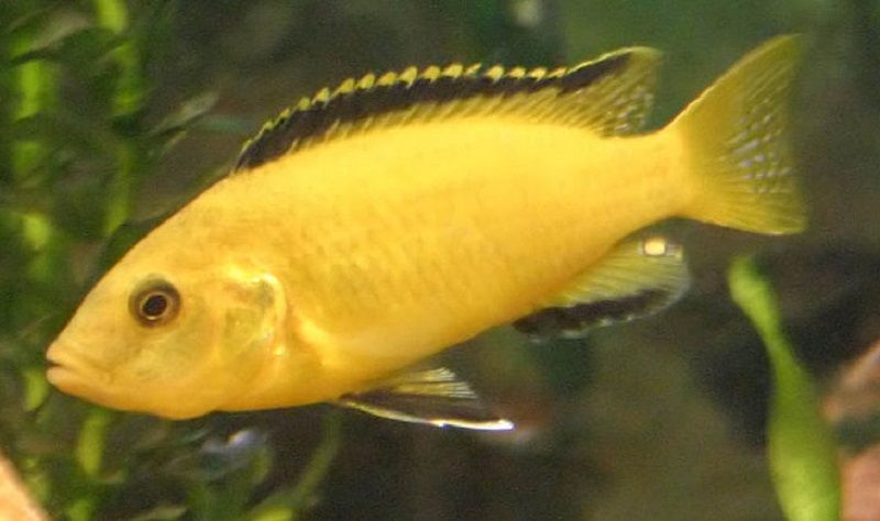 Electric Yellow Cichlid
