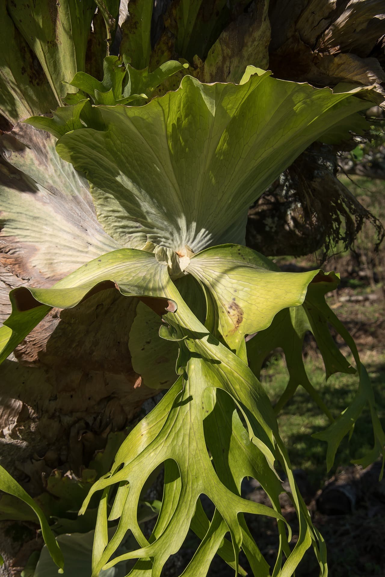 Elkhorn Fern