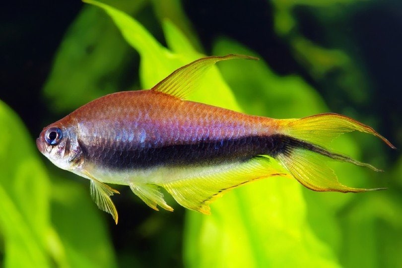 Emperor Tetra