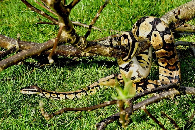 Enchi Ball Python
