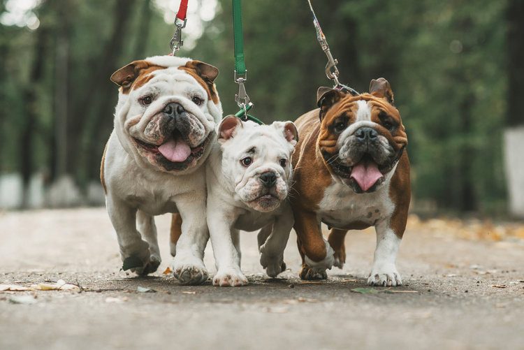 English Bulldog_shutterstock_Ann Tyurina