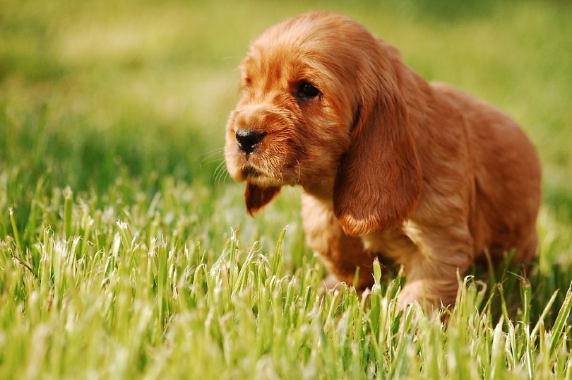 English Cocker Spaniel