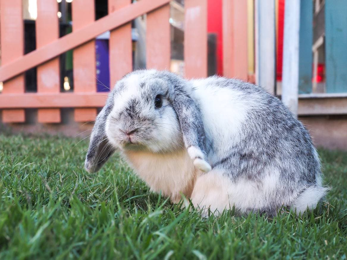 English Lop rabbit