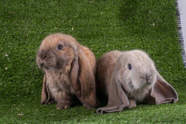 Do Rabbits Need a Companion? Vet-Verified Facts & Tips | The Vet Desk