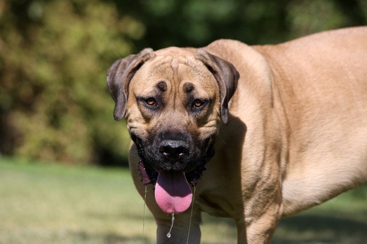 Mastiff-
