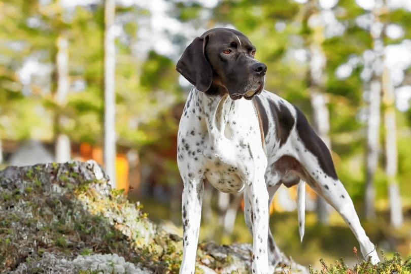 English Pointer_Jelena Safronova_Shutterstock