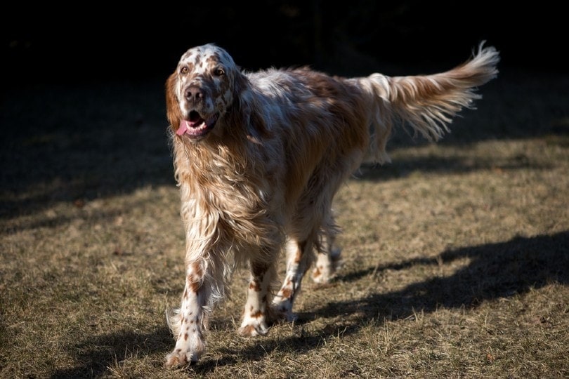 English Setter dog