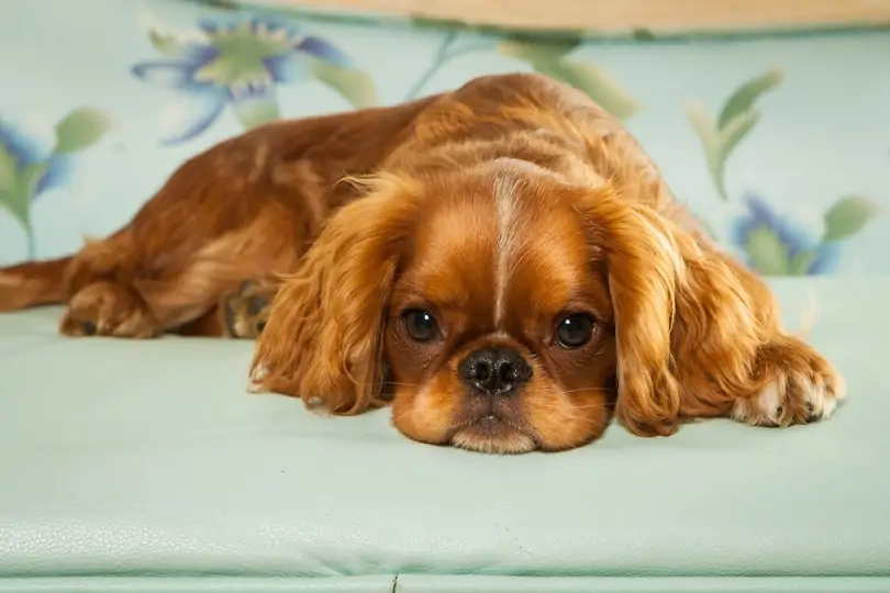 English toy spaniel puppy
