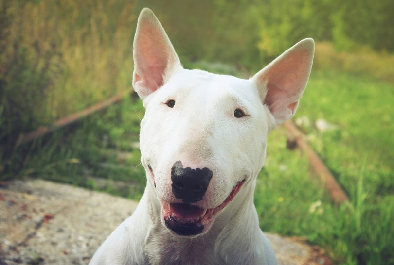 English-bullterrier-walks-outdoors_Georgiy-Myakishev_shutterstock