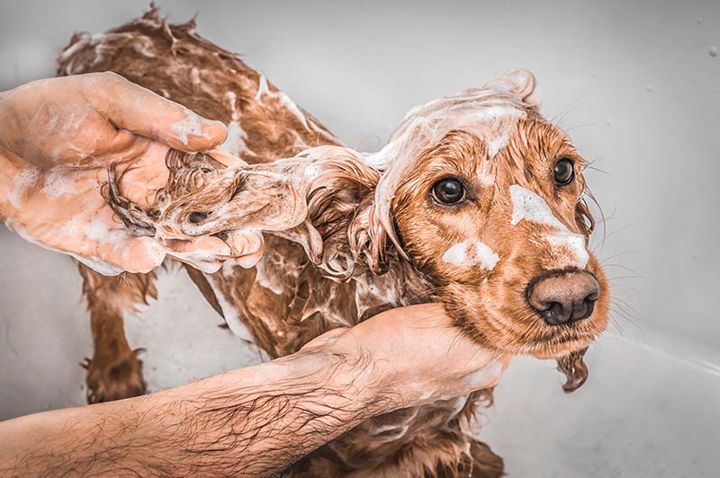 English cocker spaniel dog taking a shower with shampoo, soap and water in a bathtub