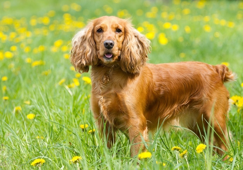 English-cocker-spaniel_Labrador-Photo-Video_shutterstock