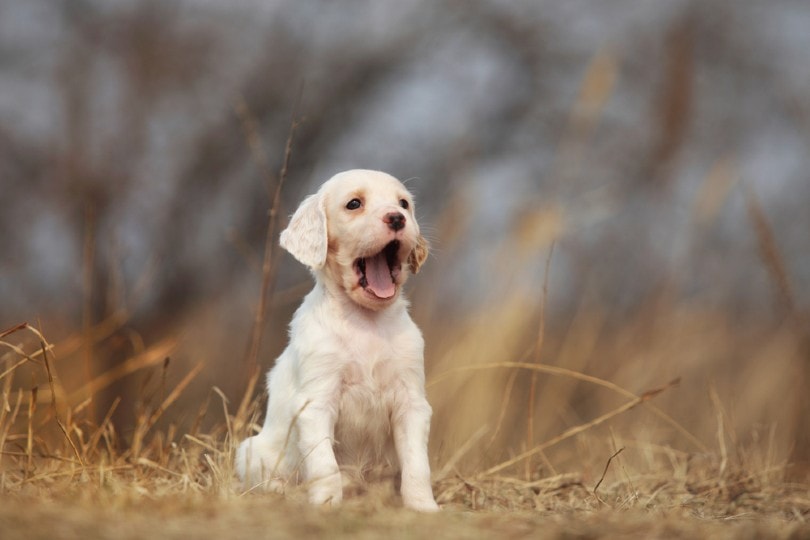 English setter puppy sitting outdoor